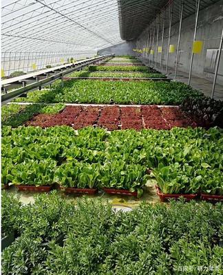 生物科技驅動產業升級，萊西龍頭企業引領農民增收新路徑